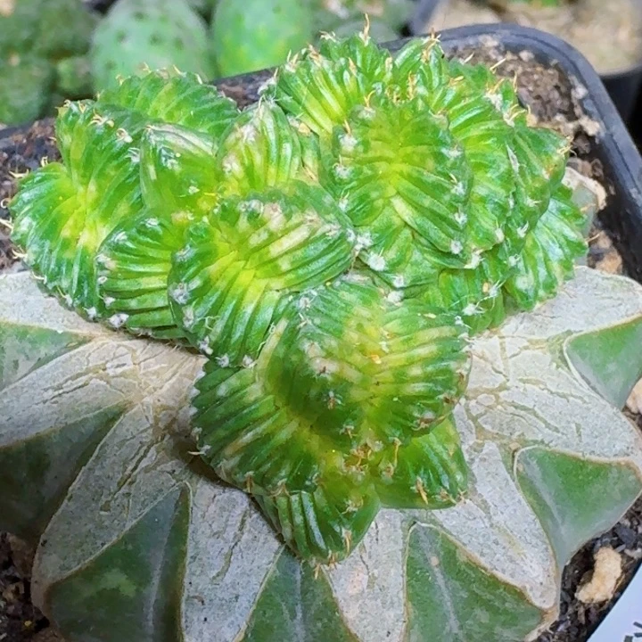 @***@无花朵苗接花龙锦576