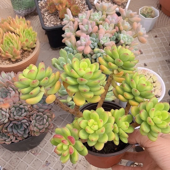香格里拉17106多肉植物