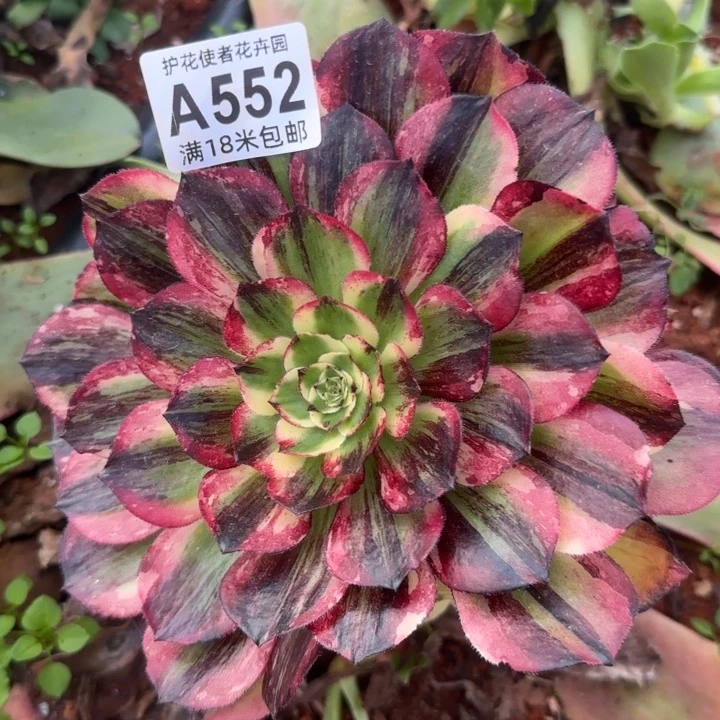 多肉 伯爵多肉法师植物