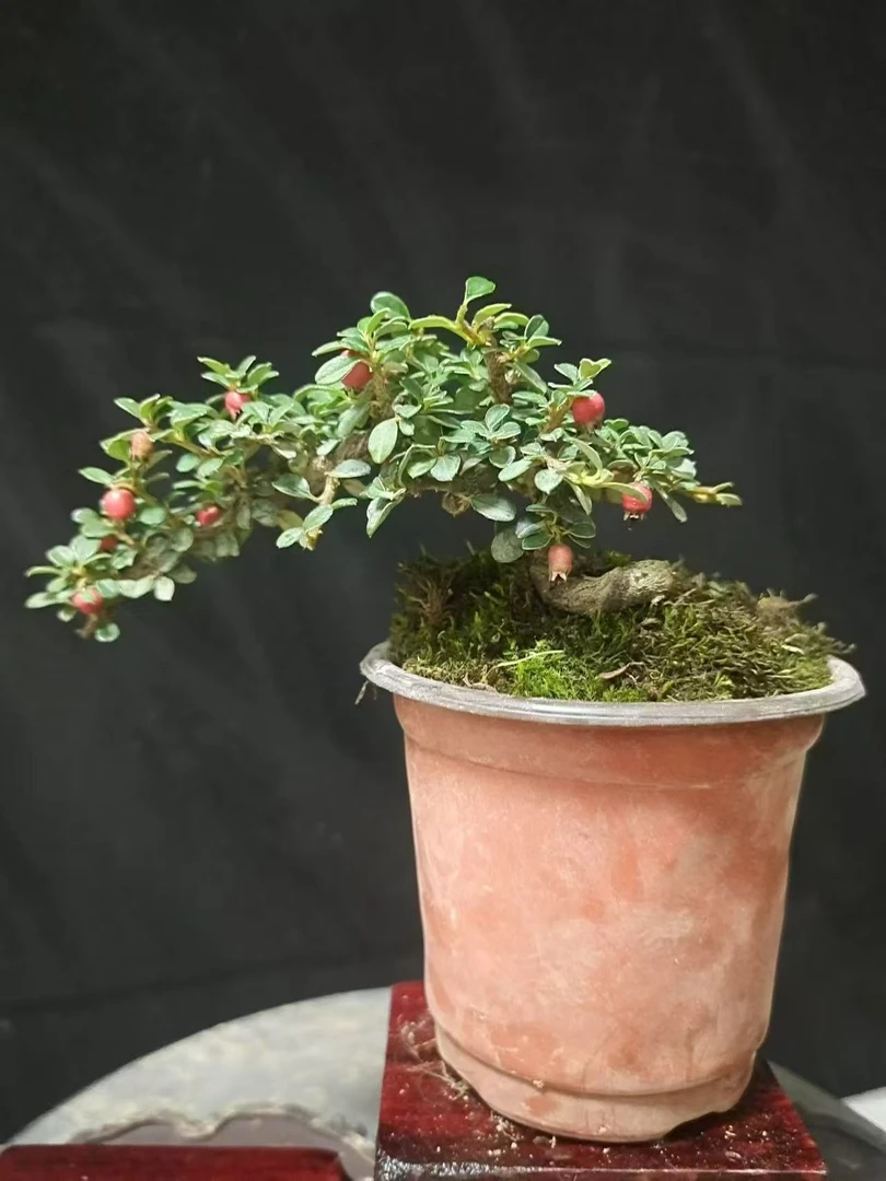 白花大果荀子三