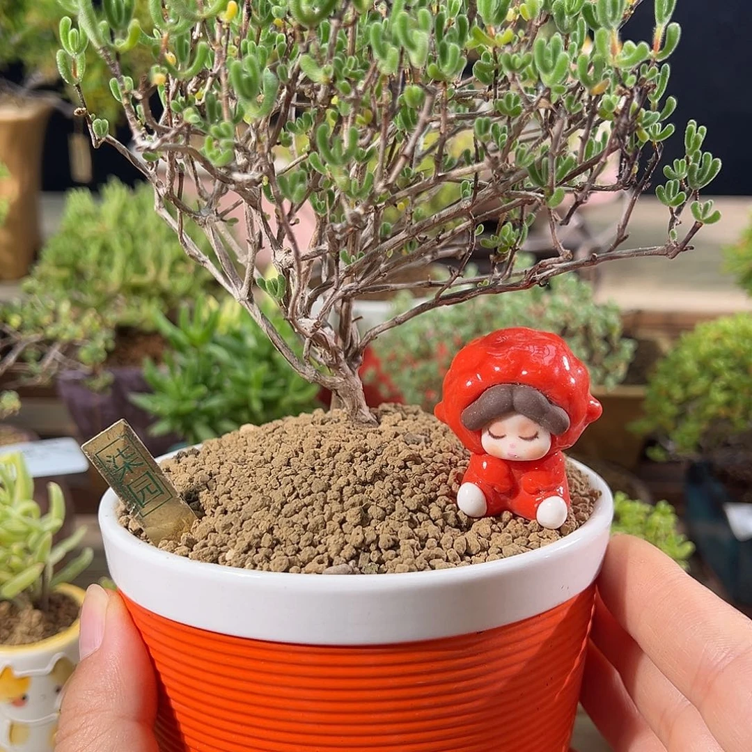 0184小心心老桩精致造型