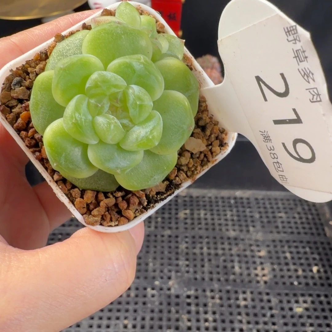 财富密码双头 219号