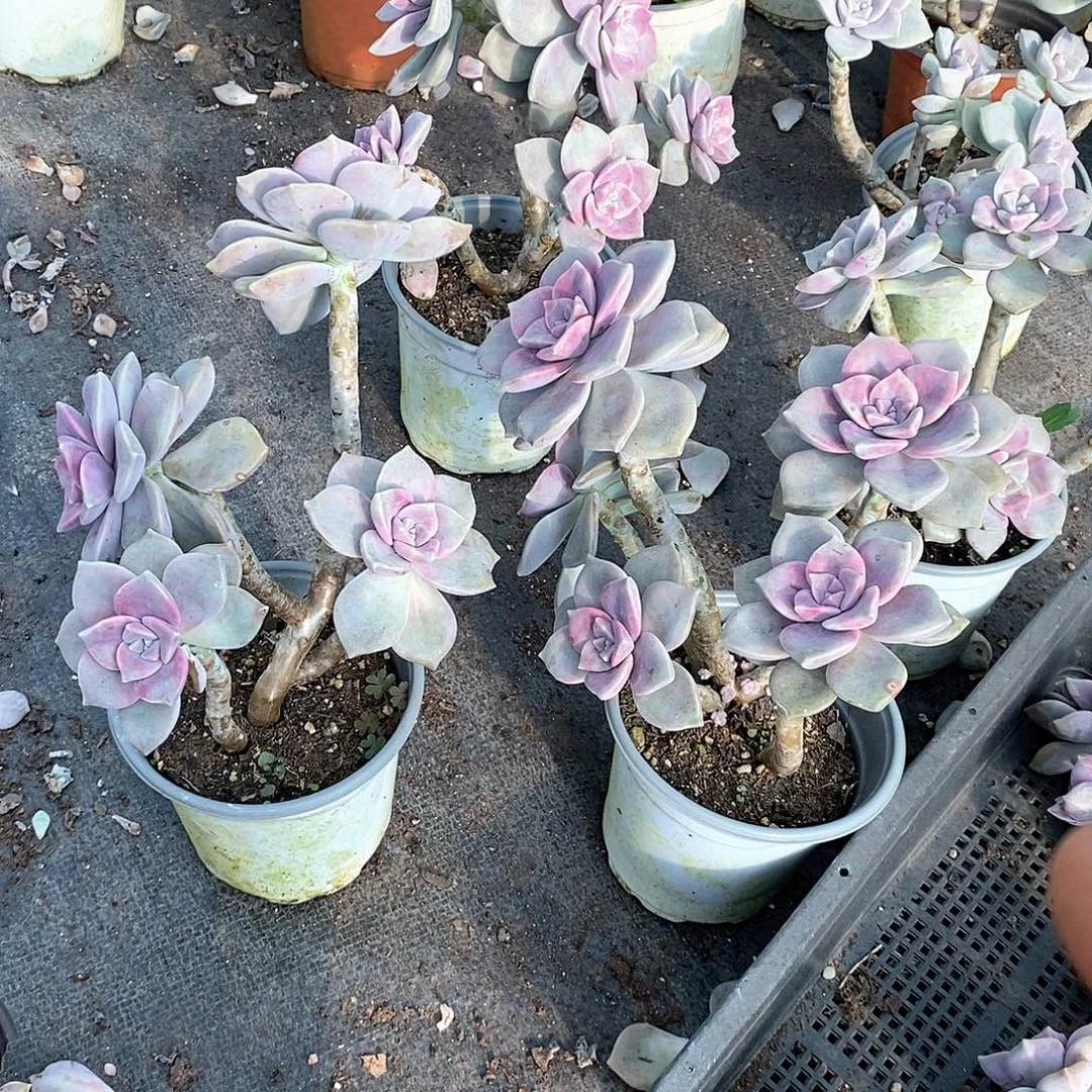 紫乐4头起发4盆多肉脱土