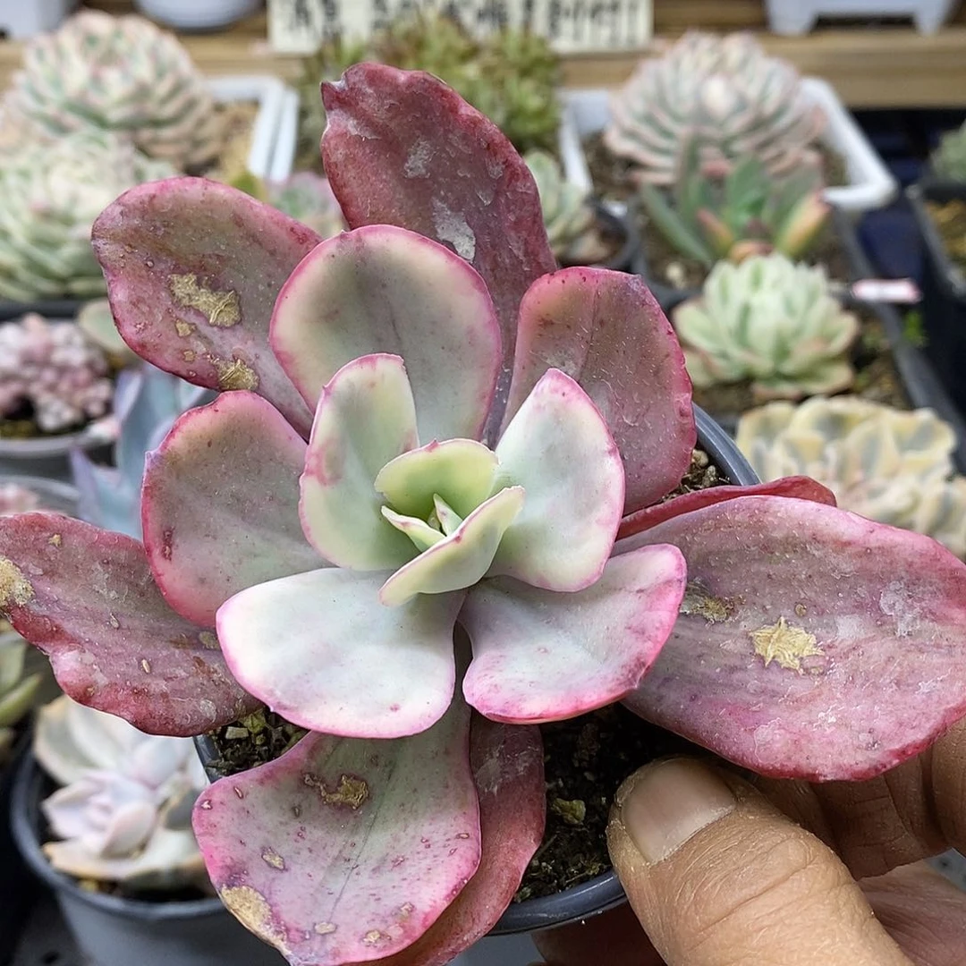 0451 大瑞发覆轮锦 微瑕