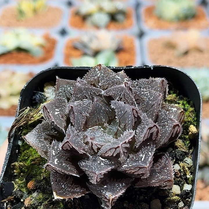 十二卷多肉魔刺玉露