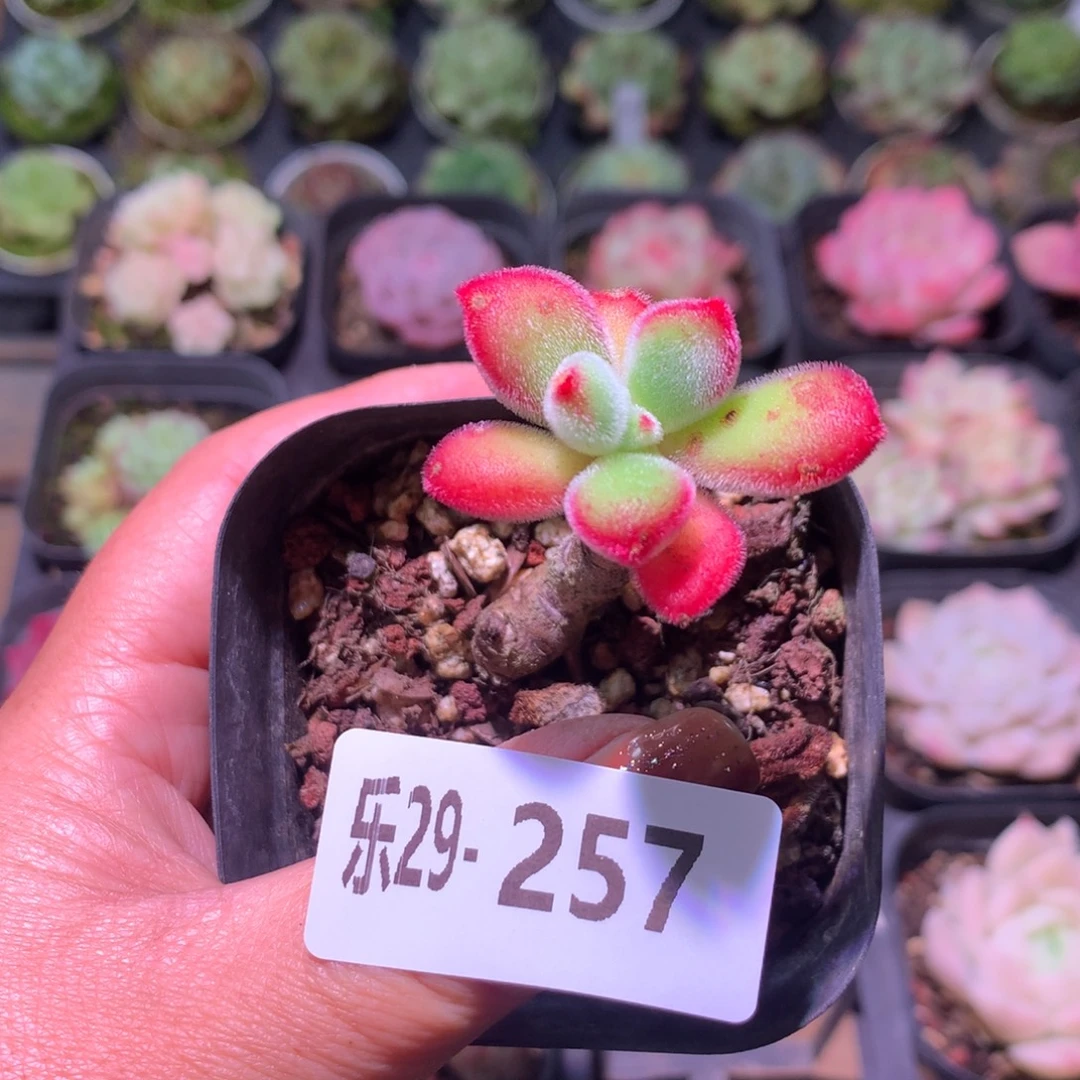 乐然29-257 锦晃星