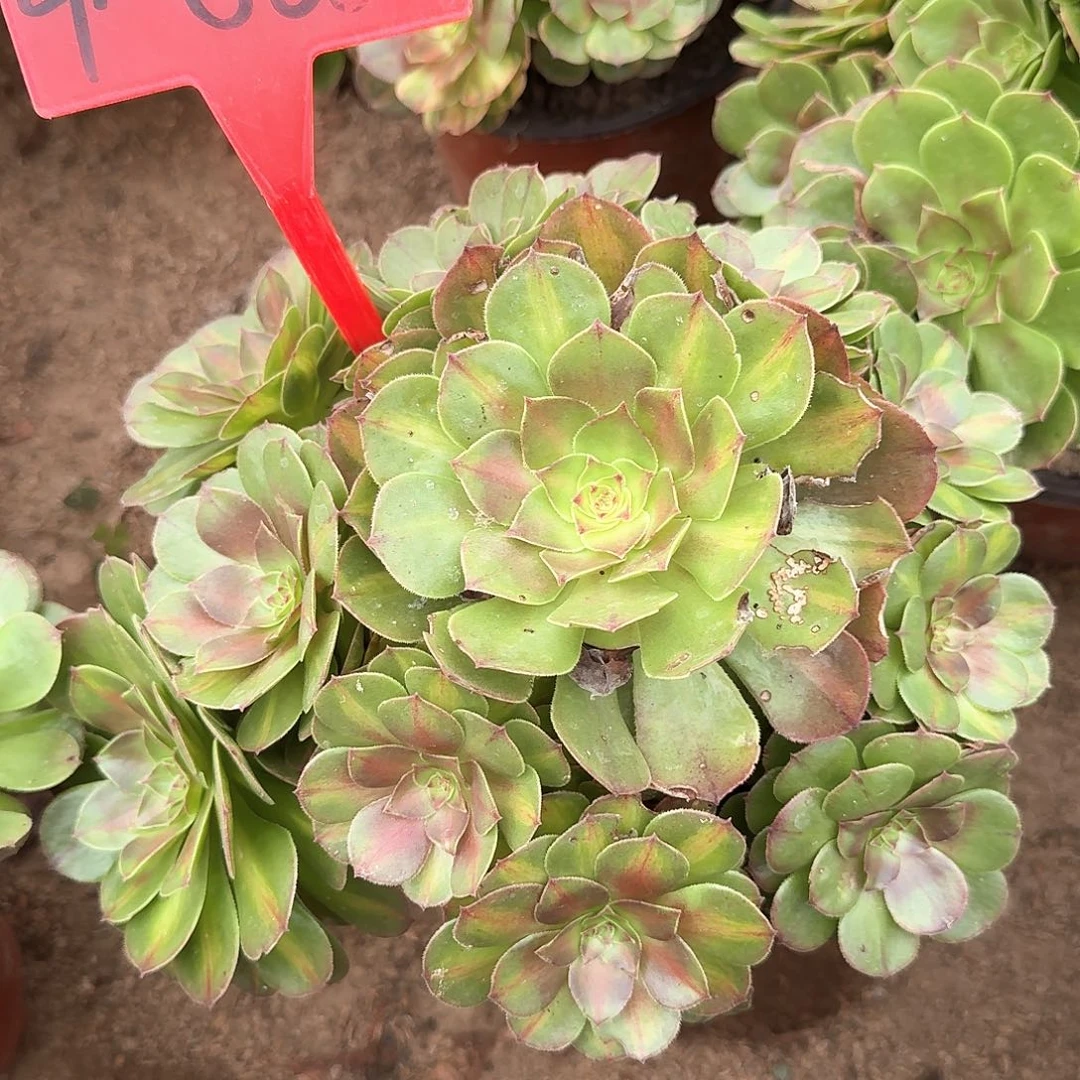 4-866万七彩多肉法师