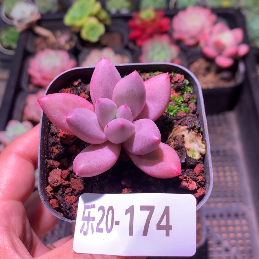 乐然20-174 桃花源