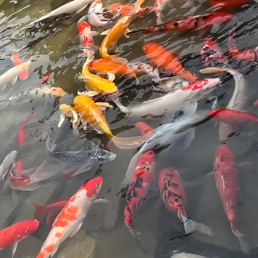 10-15公分混搭5条血统日系纯种活鱼好养耐活精品锦鲤渔场直发