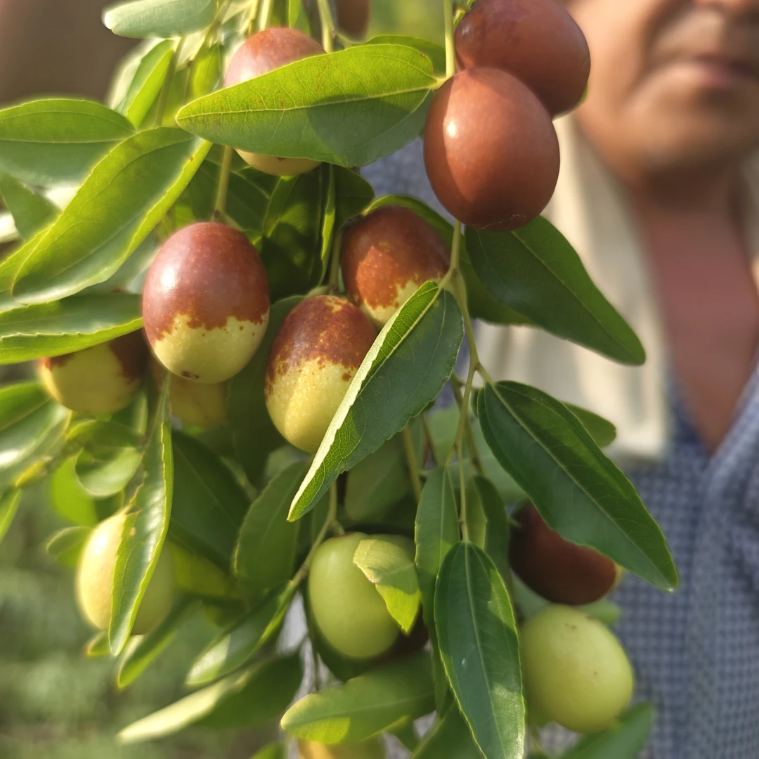 【京东/顺丰包邮】沂蒙山酸枣新鲜小山枣现摘水果脆酸甜好吃