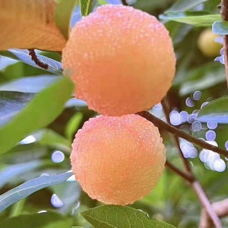 云南十发 改良晚熟品种水晶杨梅树苗耐寒耐高温南方北方种植带土