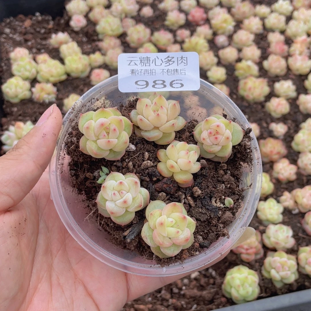 云糖心多肉植物986