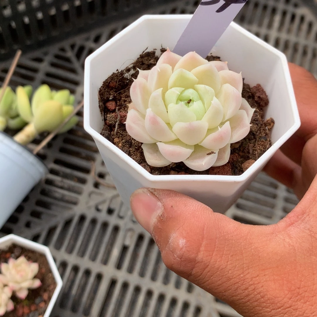 清新甜美气质满身优雅