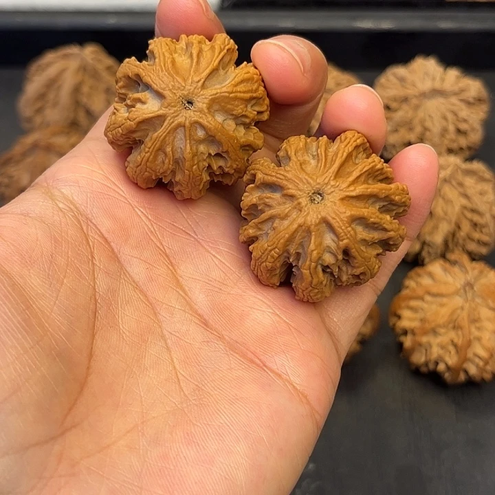 核桃秦岭突突突突突突13