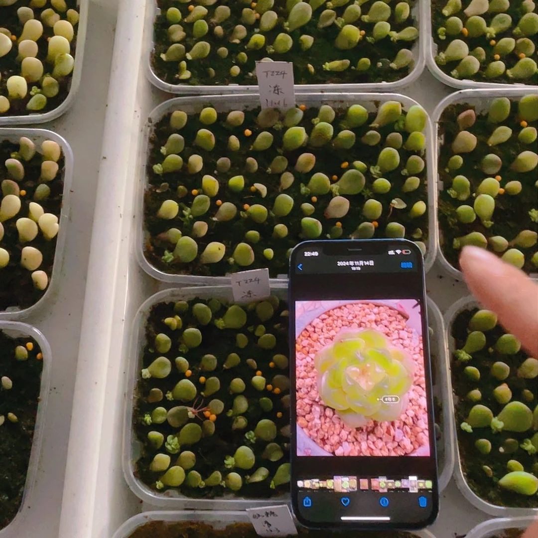 224 芝麻苗一个满25包邮