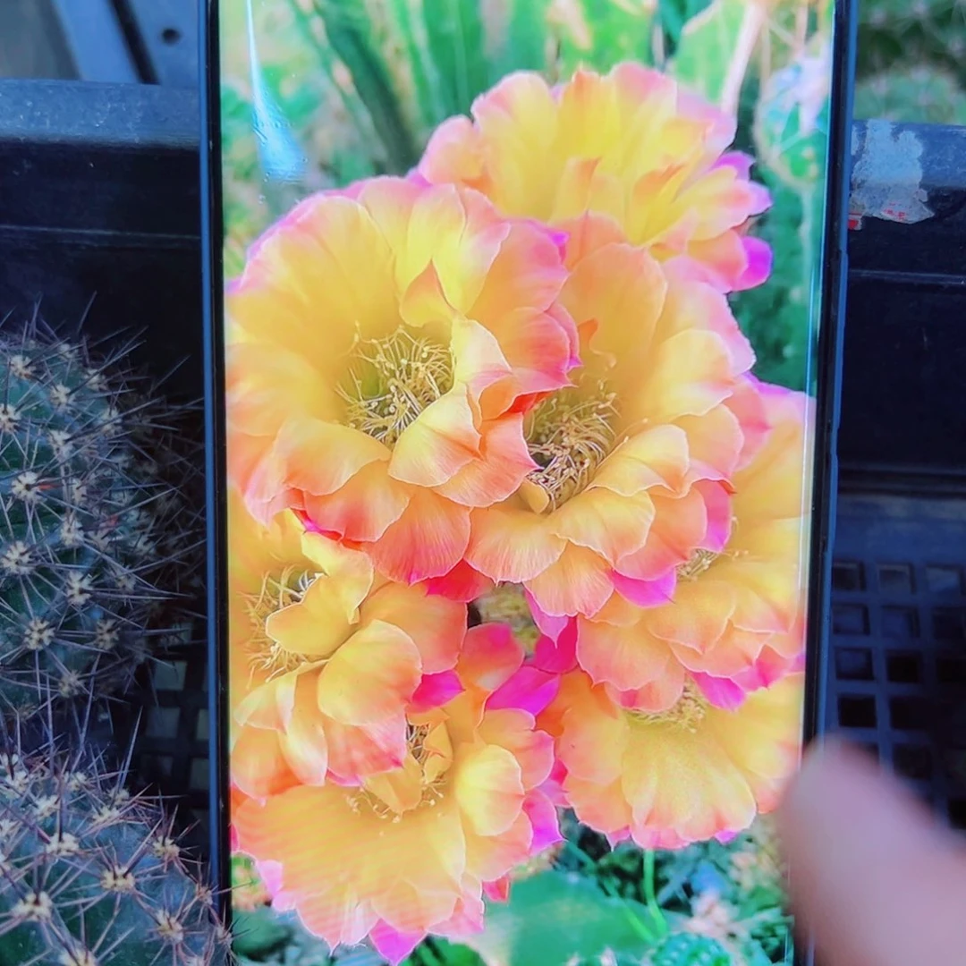 下9彩草富兰克林歪无根侧芽4公分左右20包邮