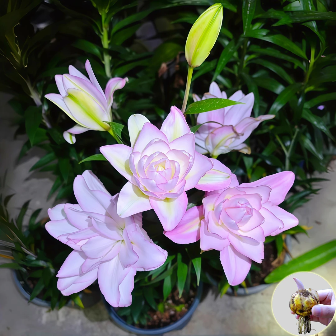 【冰美人】进口香水百合花种球重瓣四季开浓香型花卉室内外盆栽鲜花