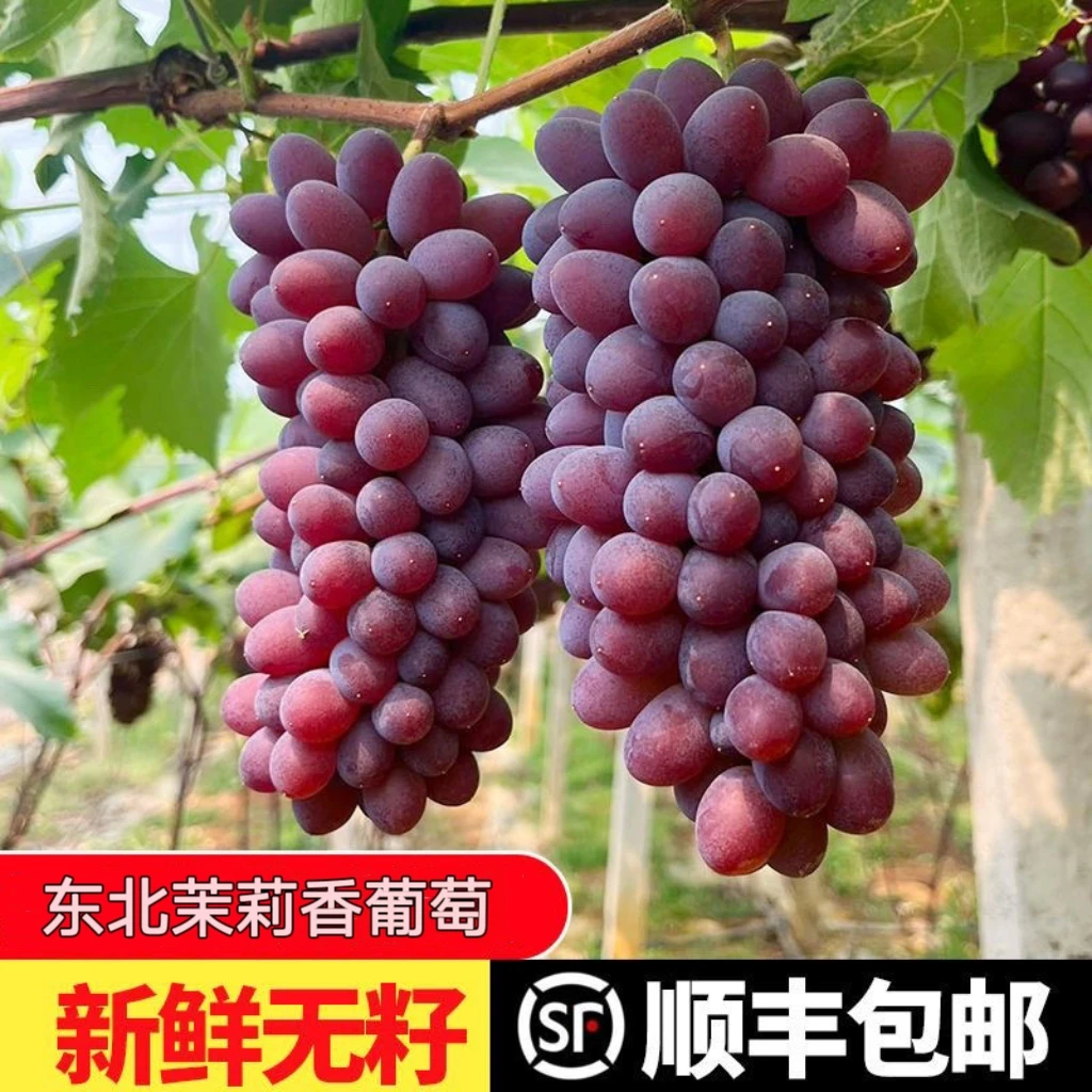 茉莉香葡萄无籽葡萄当天摘当天发顺丰包邮