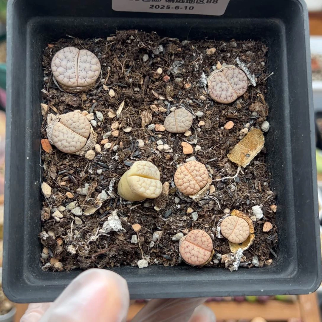 0483号 189一盆 多肉植物