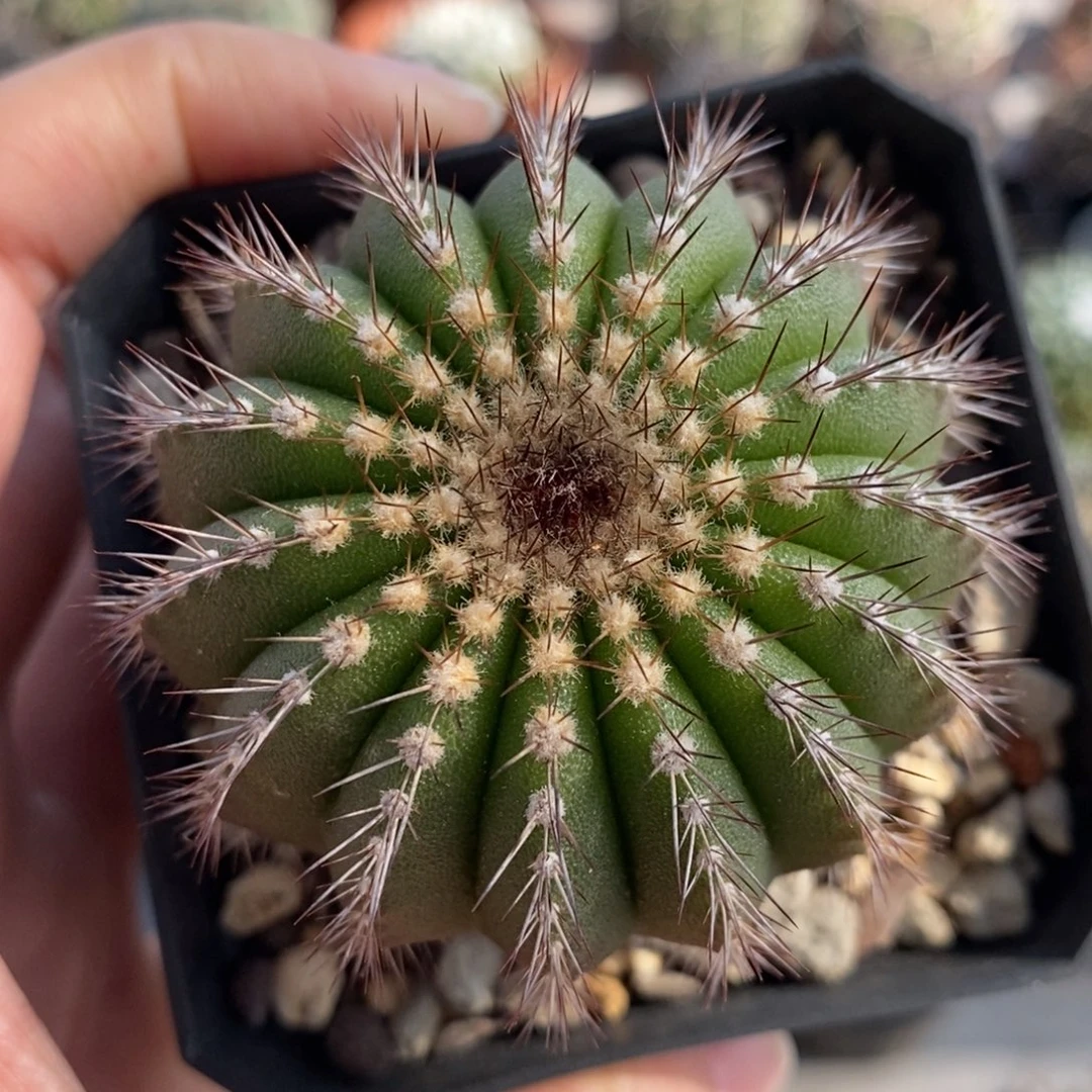 尤伯球植播园艺优选