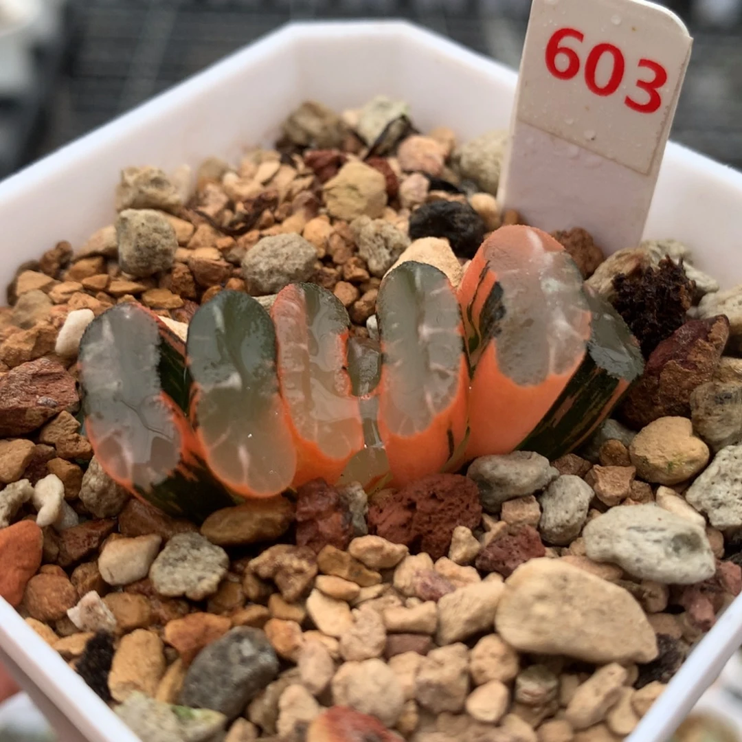 以实际为准603玉扇