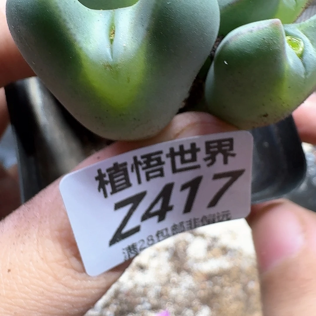 多肉植物的润泽fgn