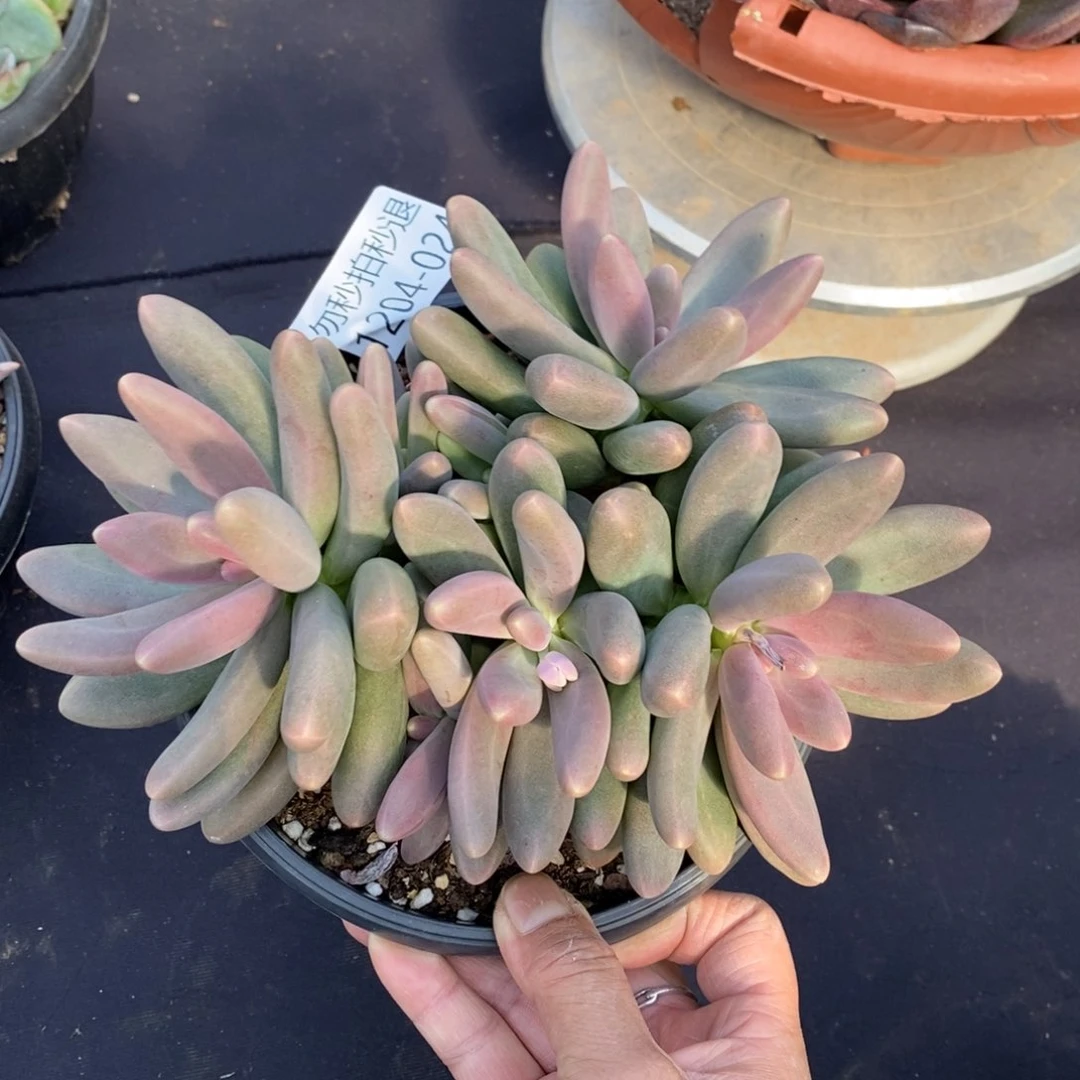 两单包邮1204-24糖果美人