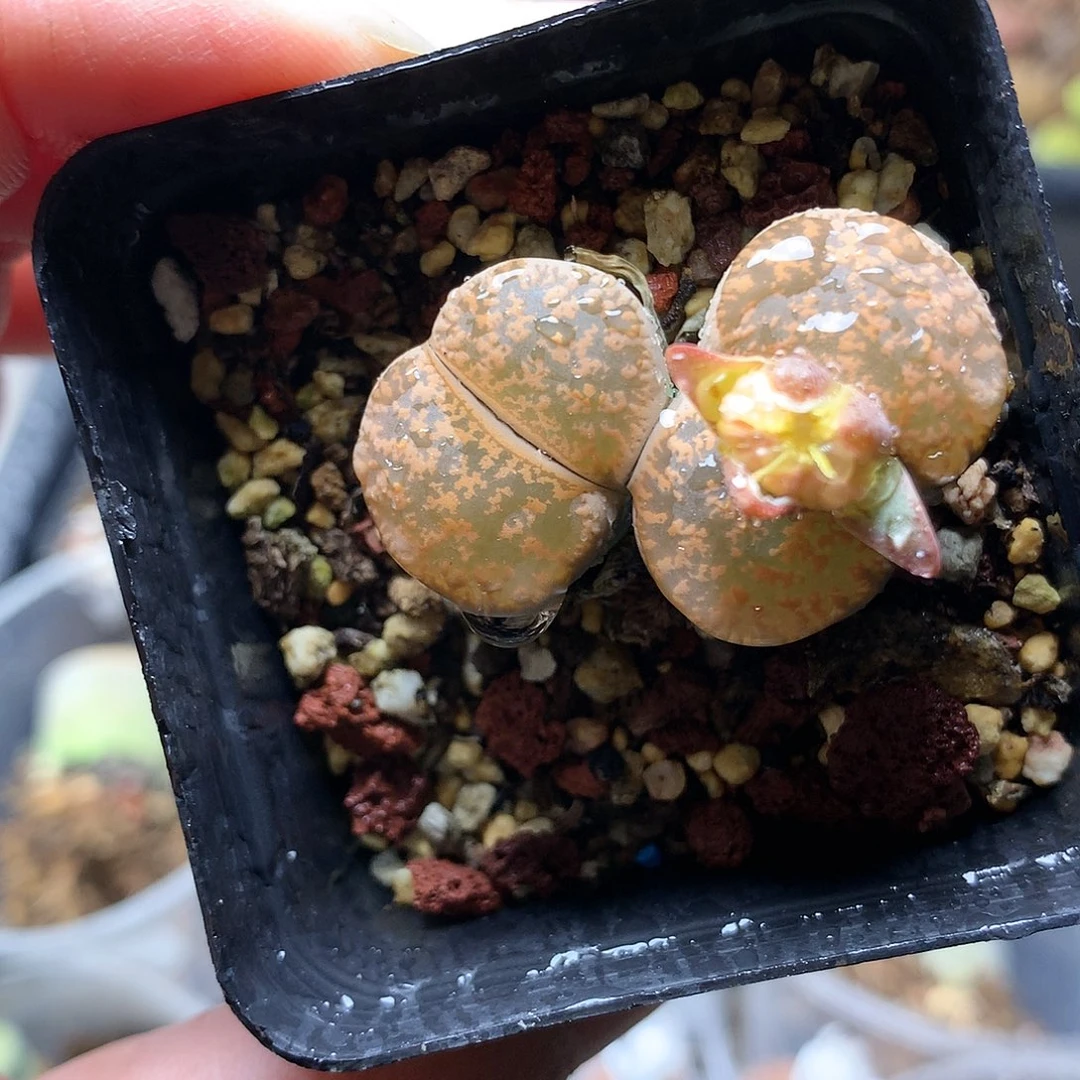 K147多肉植物保护