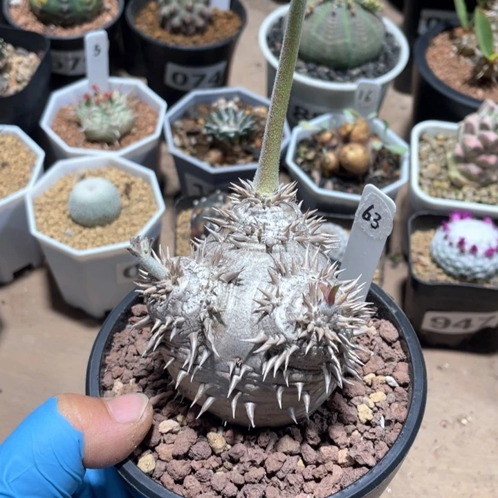 913大平台惠比大黑块根