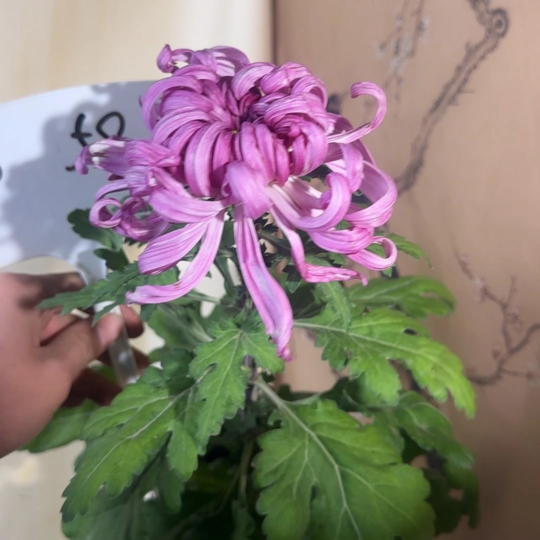 美****全部花朵G66666666