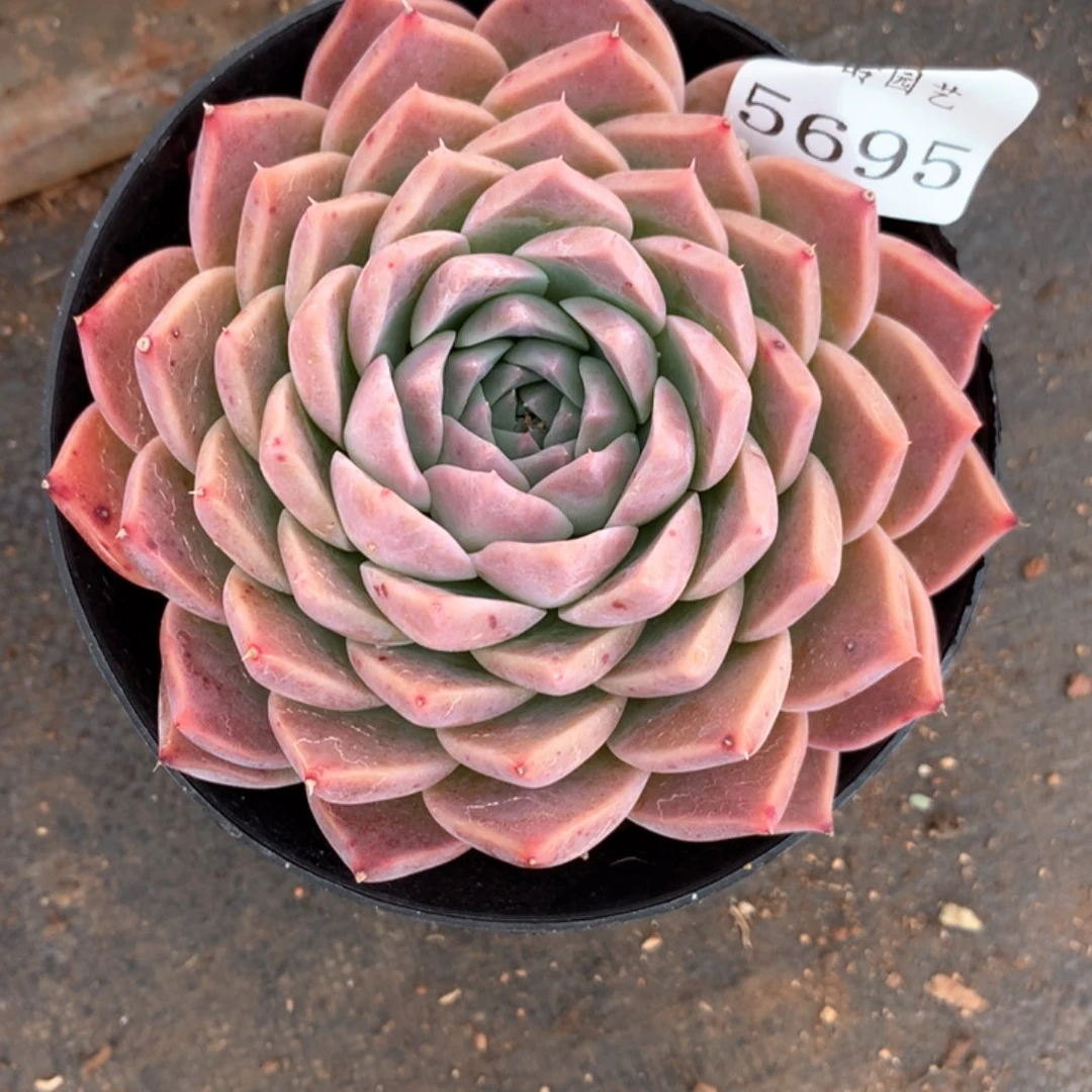 韩****陵5695杂交多肉植物基地