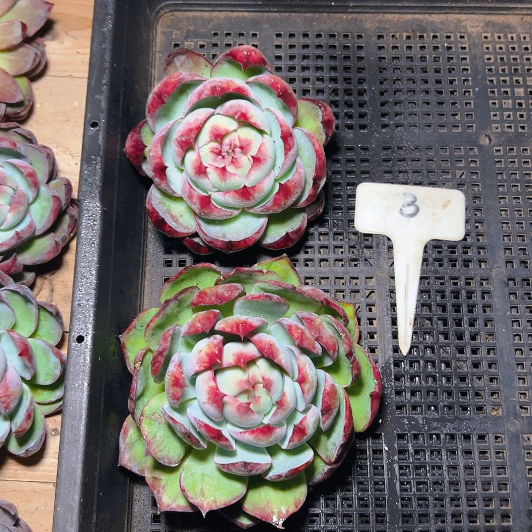 天***朵惊鸿仙子两颗3号一物一拍