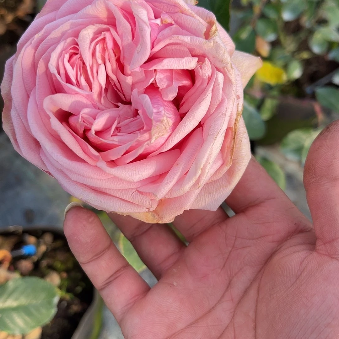 无花朵——-bc20 福利款