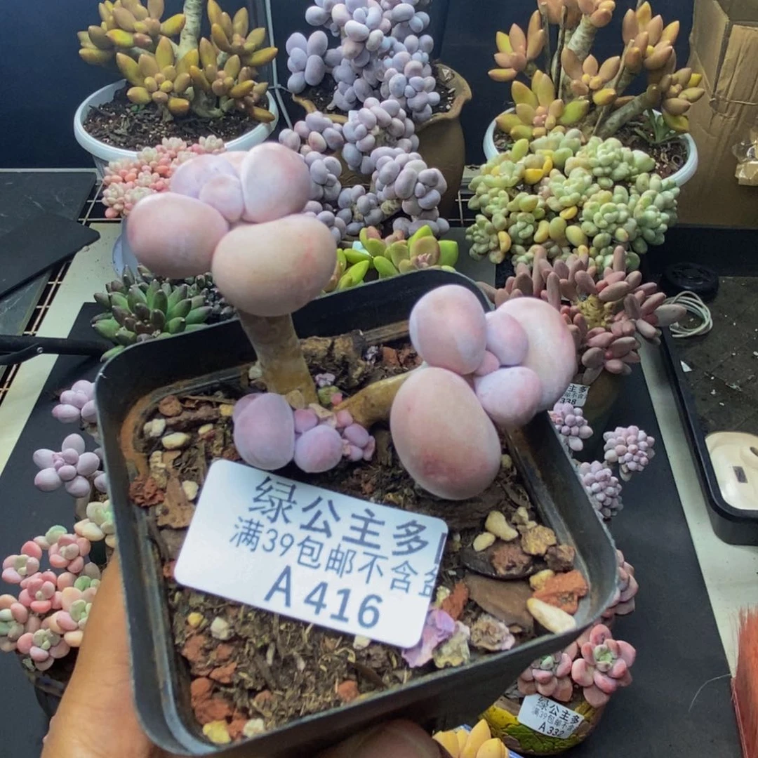 416橙奶多肉肉5c m