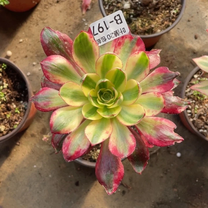 179烈焰多肉123455789123456789