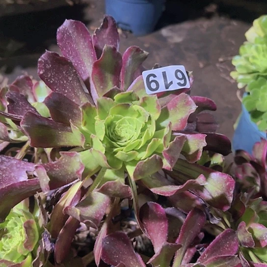 清**袅多肉植物一个