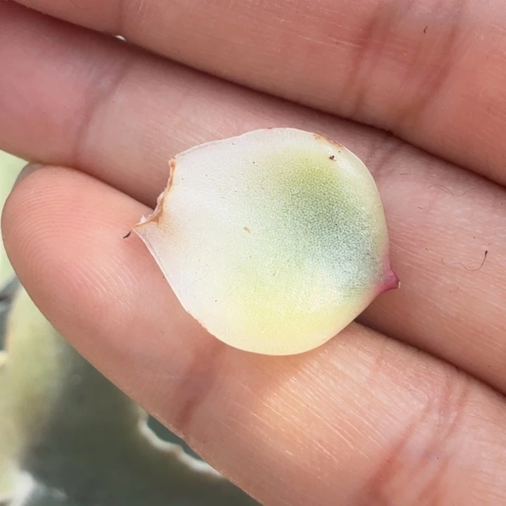 蓝龙锦一颗叶片的价格