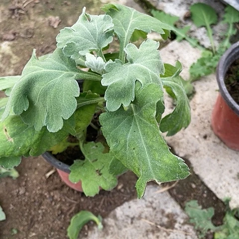 完全开放兼六红无售后编号43