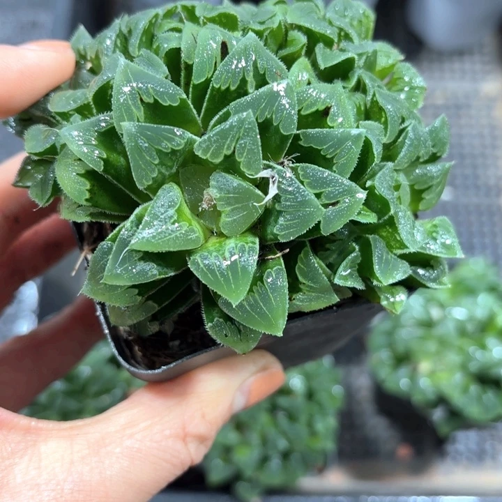 芷寿群生多肉植物