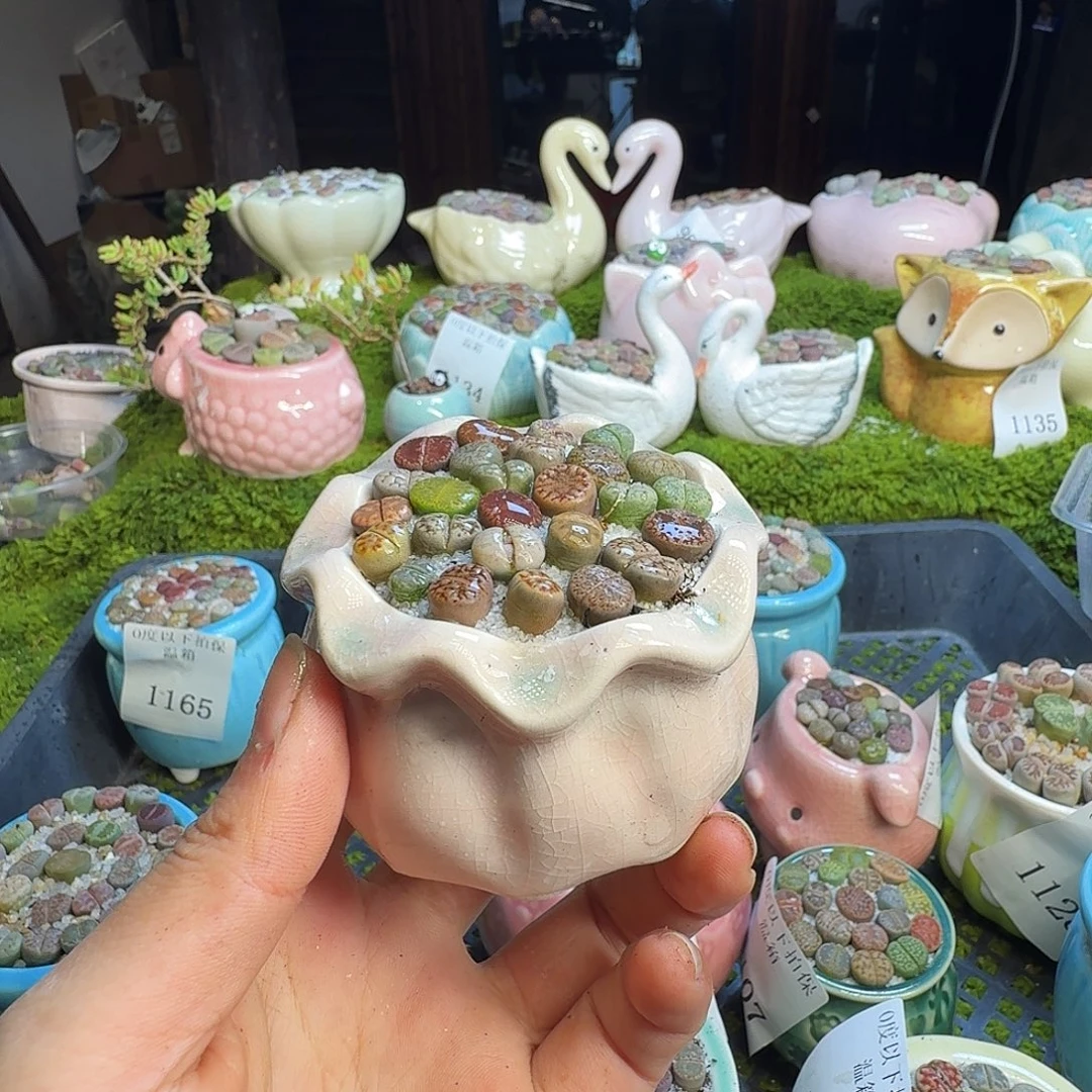 多肉植物的生长发育1166