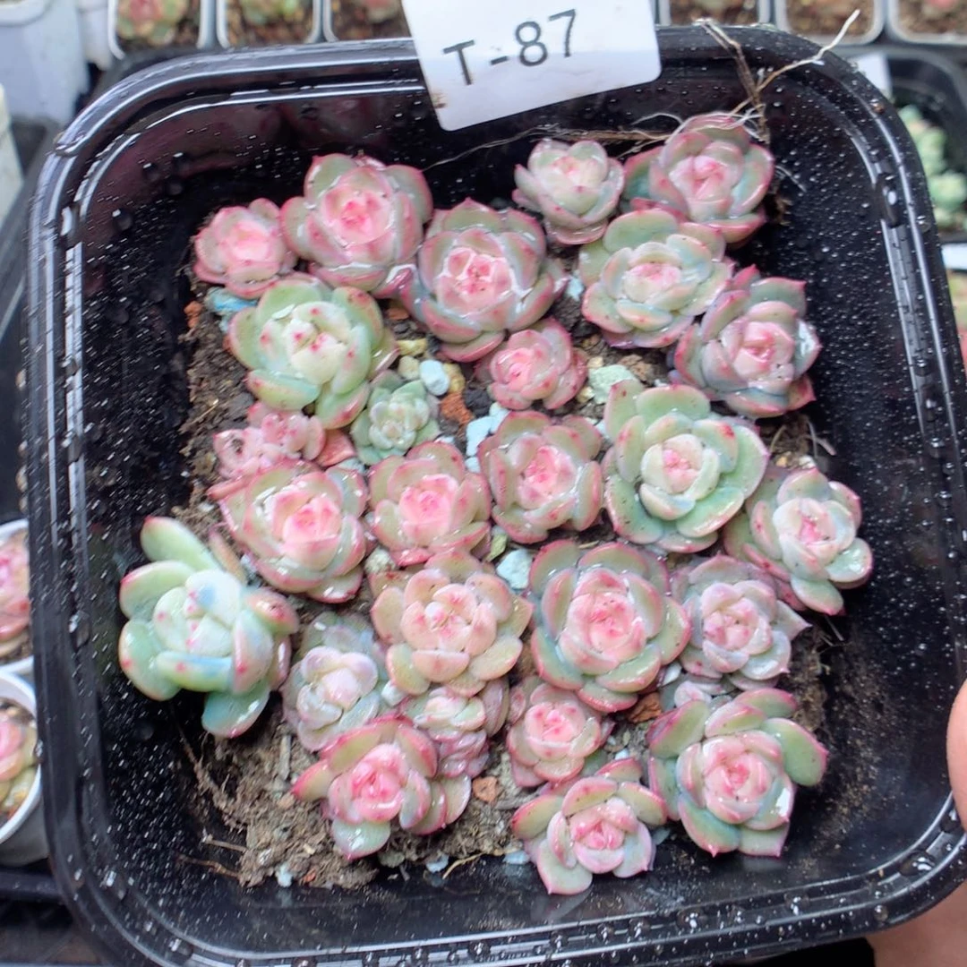 无花朵T87。谷雨yyyyyyy