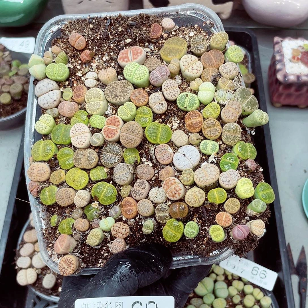 生石花18包邮0917-69