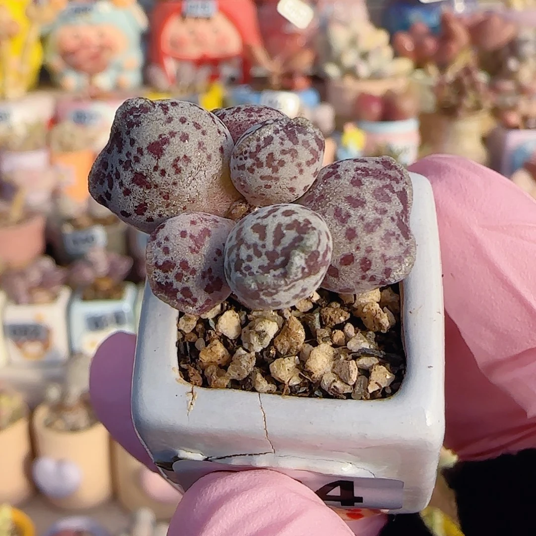 达摩白猫耳 盆口2.5cm