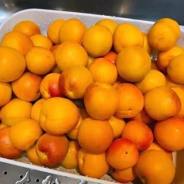 【乌市九鼎发货】伊犁吊干杏新鲜杏子甜度高尝鲜价