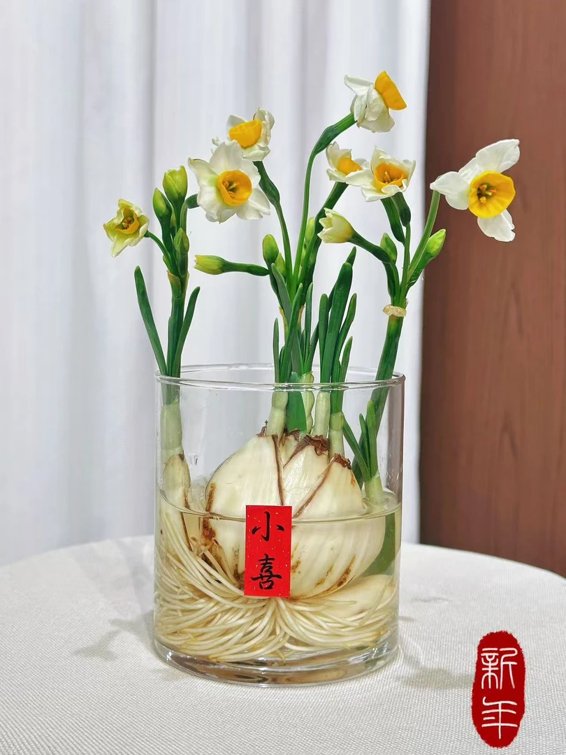 正宗漳州水仙花水培植物开花浓香型办公室内客厅绿植年宵花卉