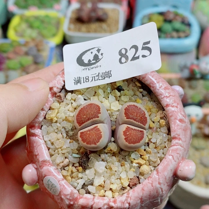 布***4美丽的生石花花花825