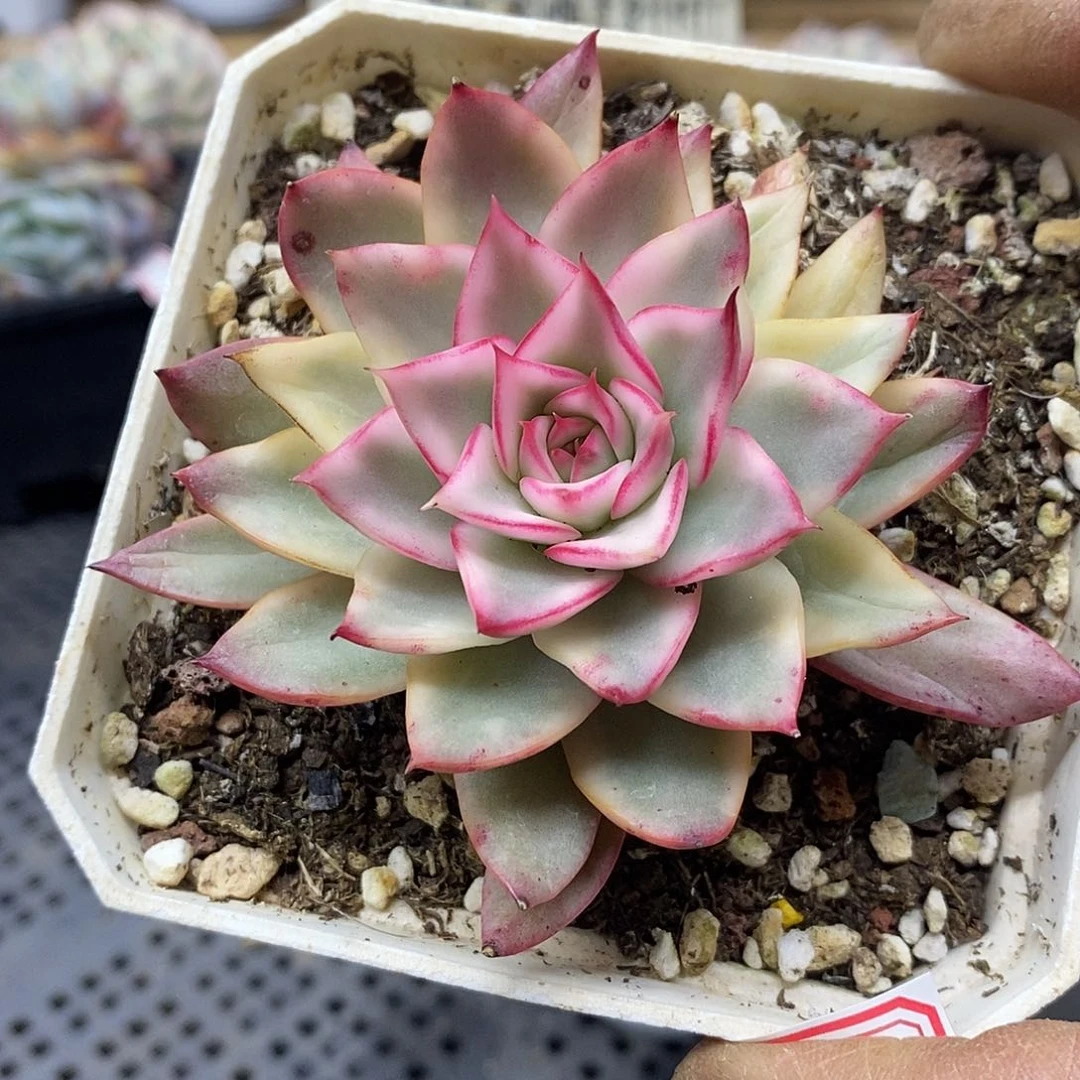 2571 吉赛尔覆轮锦