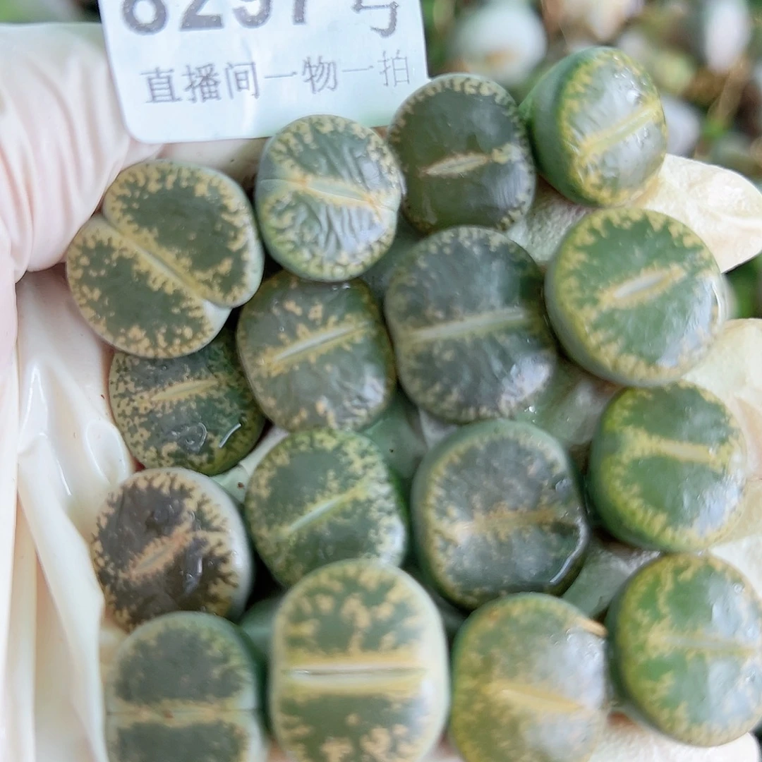 8297 好养易活生石花大母本16个1.5cm左右