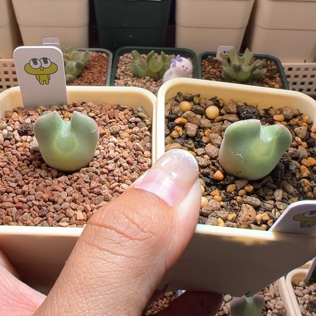 A110.  专拍。 青蛙种源优选三年大眼空蝉。 九折福利~