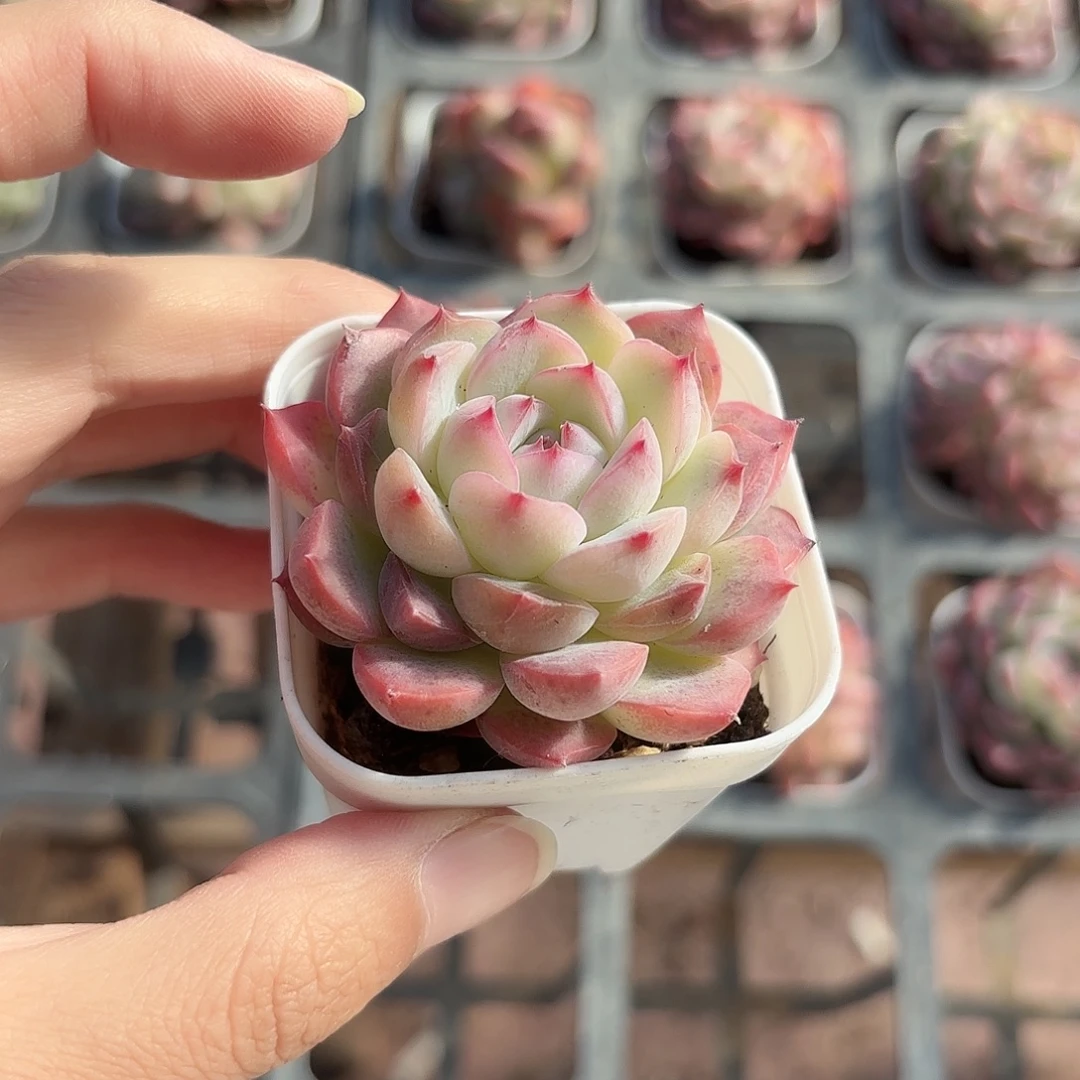 精品玉笛多肉植物